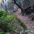 Bear Gulch Trail